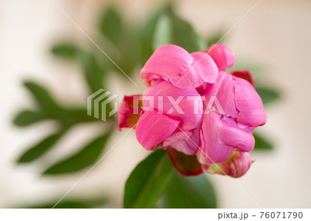 芍薬の切り花 芍薬の切り花 76071790