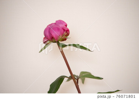 芍薬の切り花 芍薬の切り花 76071801
