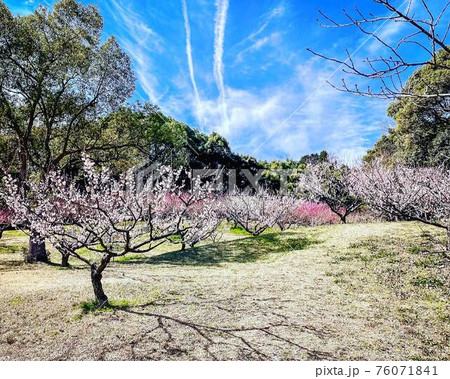 愛知県知多市 佐布里緑と花のふれあい公園 梅林 赤白ピンクのカラフルな梅の花 愛知県知多市 佐布里緑と花のふれあい公園 梅林 赤白ピンクのカラフルな梅の花 76071841
