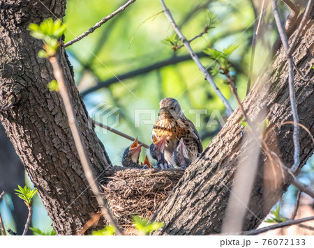 Thrush fieldfare, Turdus pilaris, in a nest with chicks 76072133