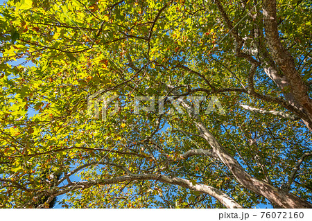 Large branches of Pltatanus oreintalis tree with Green Leaves and futis in sunset light Large branches of Pltatanus oreintalis tree with Green Leaves and futis in sunset light 76072160