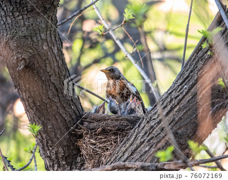 Thrush fieldfare, Turdus pilaris, in a nest with chicks Thrush fieldfare, Turdus pilaris, in a nest with chicks 76072169