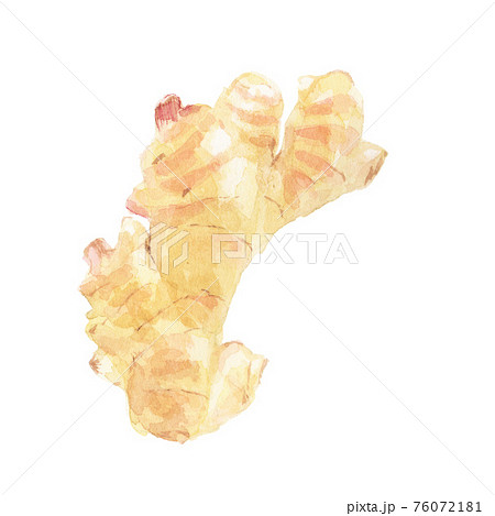 新生姜 水彩イラスト 新生姜 水彩イラスト 76072181