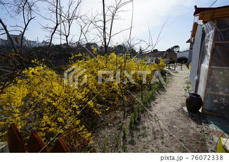 花 グリーン 植物 76072338