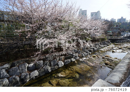 花 春 木 76072419