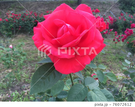 赤色 赤 バラの花 76072612