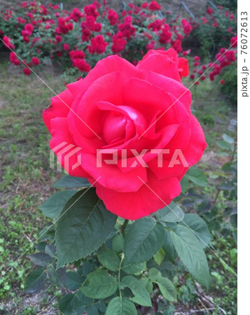 赤色 赤 バラの花 76072613