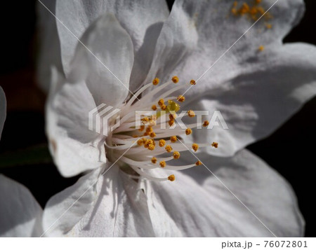 桜の花のクローズアップ ソメイヨシノの花芯 の写真素材