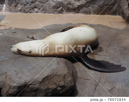 ぐーたらトド ぐーたらトド 76072834