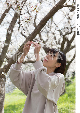 満開の桜の花にふれる 満開の桜の花にふれる 76073376