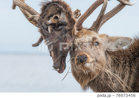 衝撃のワイルドライフ 76073456