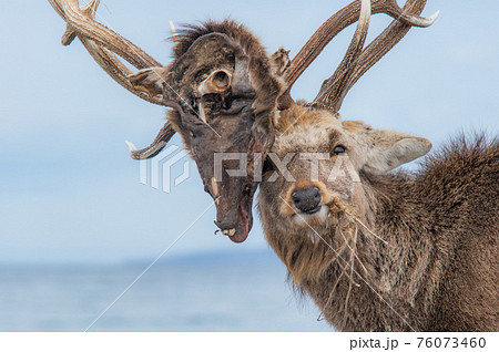 衝撃のワイルドライフ 76073460