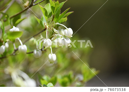 ドウダンツツジ(灯台躑躅)の花 ドウダンツツジ(灯台躑躅)の花 76073538