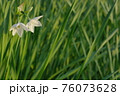 純白の水仙 76073628