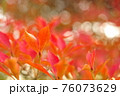 ドウダンツツジの紅葉と木洩れ日 76073629
