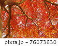 イロハモミジの紅葉 76073630