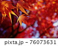 イロハモミジの紅葉（クローズアップ） 76073631