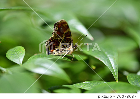 サカハチチョウ(逆八蝶)の春型(♀) サカハチチョウ(逆八蝶)の春型(♀) 76073637