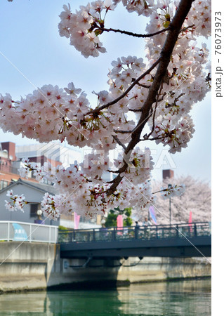 大横川の桜、石島橋付近、東京 76073973