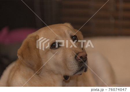 ペット 室内飼いのラブラドールレトリバー 大型犬 の写真素材
