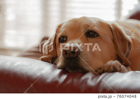 ペット 室内飼いのラブラドールレトリバー 大型犬 の写真素材