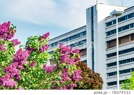 Beautiful lilac purple flowers blooming in the city Beautiful lilac purple flowers blooming in the city 76074532