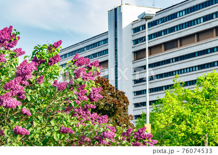 Beautiful lilac purple flowers blooming in the city Beautiful lilac purple flowers blooming in the city 76074533