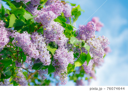 Beautiful lilac tree in garden on blue sky background 76074644