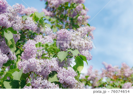 Beautiful lilac tree in garden on blue sky background Beautiful lilac tree in garden on blue sky background 76074654