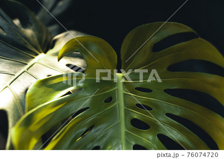 Close-Up Of  Dark green leaves 76074720