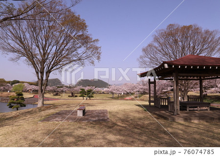 石岡市柏原公園の桜 76074785