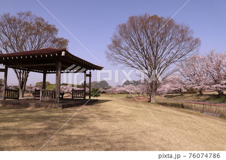 石岡市柏原公園の桜 76074786