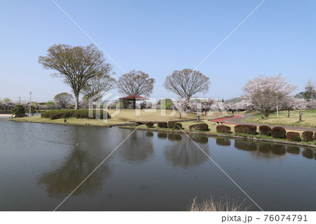 石岡市柏原公園の桜 76074791