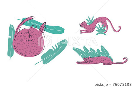 Purple Leopard with Dark Spots on Fur Cuddling and Lying in Tropical Leaves Vector Set Purple Leopard with Dark Spots on Fur Cuddling and Lying in Tropical Leaves Vector Set 76075108