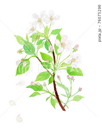 Malus Domestica リンゴの花のイラスト素材