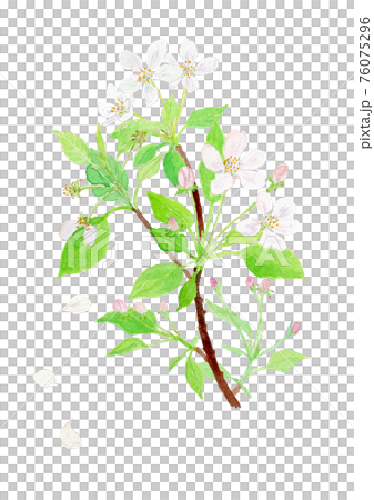 Malus domestica リンゴの花 Malus domestica リンゴの花 76075296