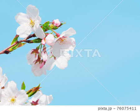 サクラ　桜 お花見 76075411