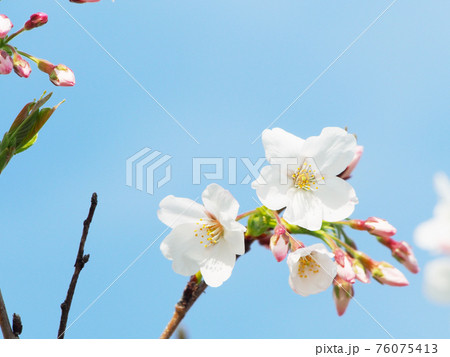 サクラ　桜 お花見 76075413