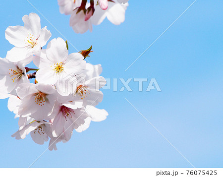 サクラ 桜 お花見 サクラ 桜 お花見 76075425