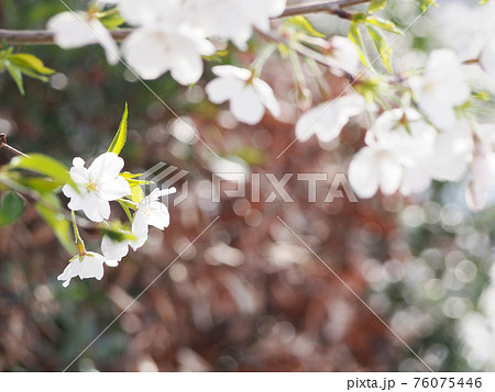 サクラ　桜 お花見 76075446