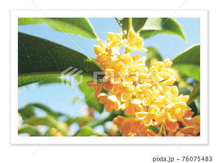 フィルム写真 ノスタルジー 金木犀 フィルム写真 ノスタルジー 金木犀 76075483
