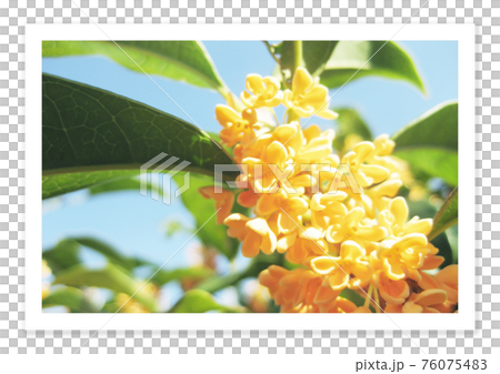 フィルム写真 ノスタルジー 金木犀 フィルム写真 ノスタルジー 金木犀 76075483