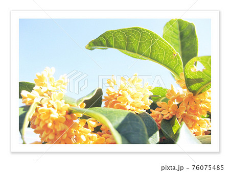 フィルム写真 ノスタルジー 金木犀 フィルム写真 ノスタルジー 金木犀 76075485