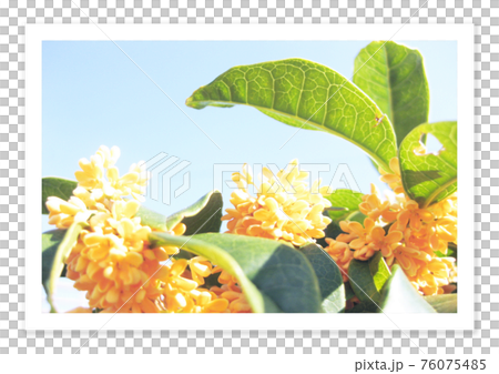 フィルム写真 ノスタルジー 金木犀 フィルム写真 ノスタルジー 金木犀 76075485