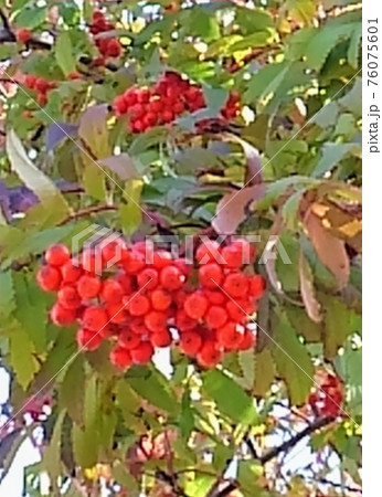 北海道の秋に実る赤い粒粒のナナカマドの実の写真素材