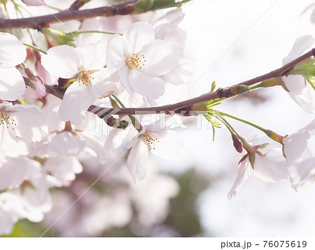 サクラ お花見 76075619