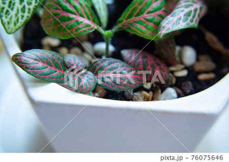 Fittonia is a bright and beautiful house plant 76075646
