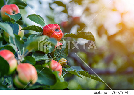 harvest: red apples on a tree in the garden. the products are ready for export. import of seasonal goods. harvest: red apples on a tree in the garden. the products are ready for export. import of seasonal goods. 76075949