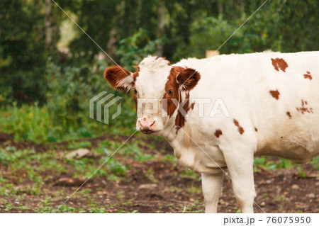 cow grazing on a green meadow. large horned livestock eats the grass. animals close up. Concept of meat products, agriculture, life in nature, organization for the protection of animals cow grazing on a green meadow. large horned livestock eats the grass. animals close up. Concept of meat products, agriculture, life in nature, organization for the protection of animals 76075950