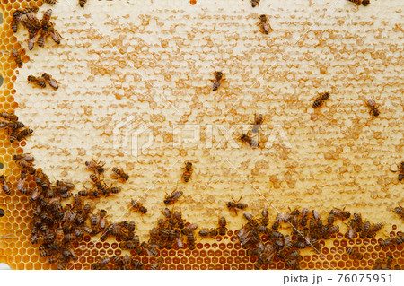 collect honey: honeycomb close-up. Beekeeping works: bees, honeycombs, honey collect honey: honeycomb close-up. Beekeeping works: bees, honeycombs, honey 76075951